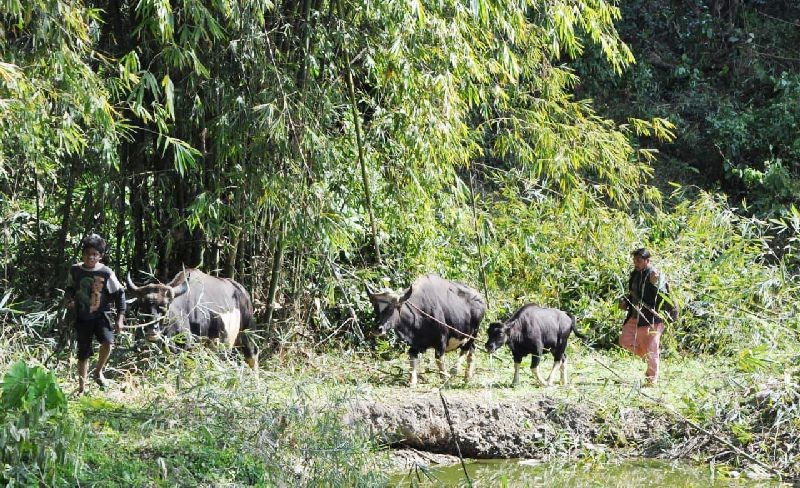 (Photo Courtesy: ICAR-NRC on Mithun, Medziphema)